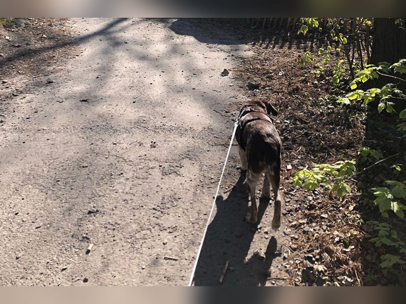 Cori - CR der ideale Hund für Senioren