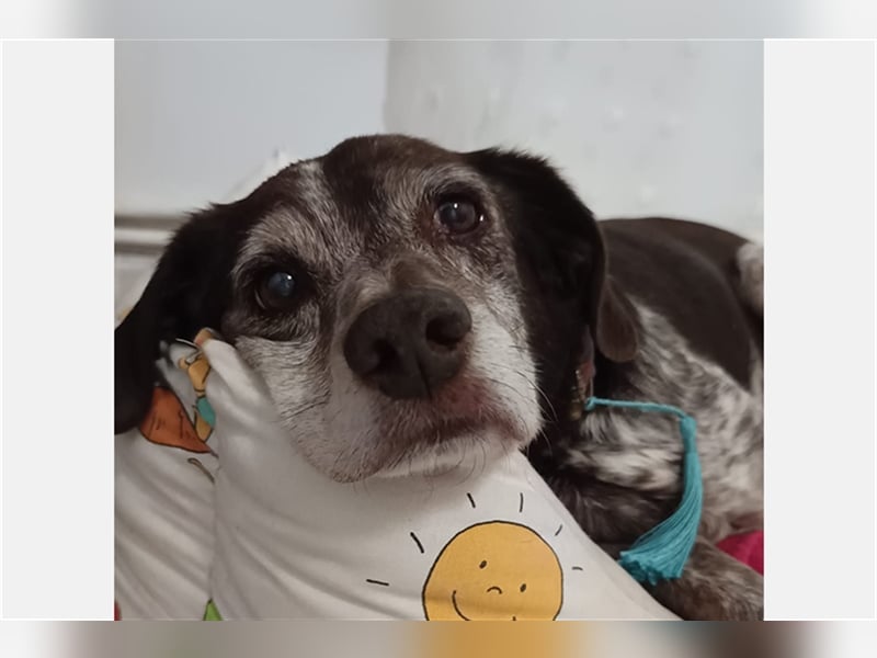 Cori - CR der ideale Hund für Senioren