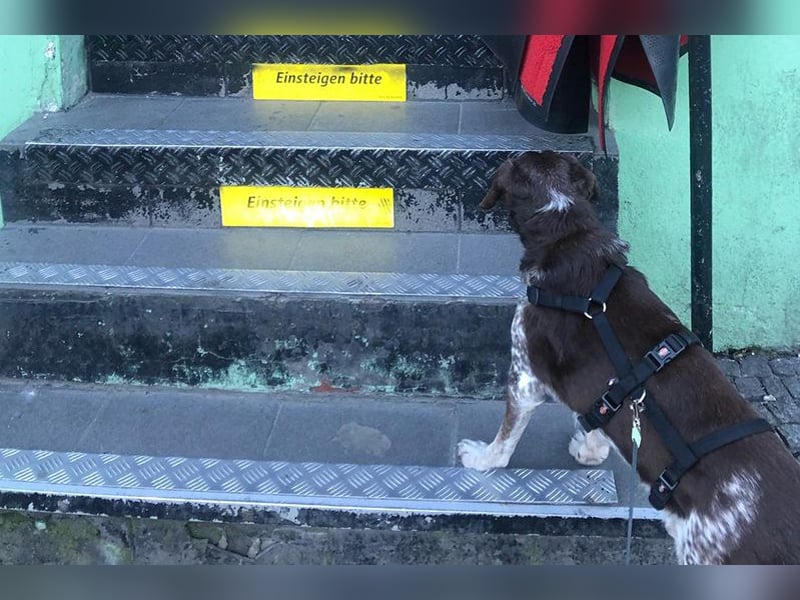 Cori - CR der ideale Hund für Senioren