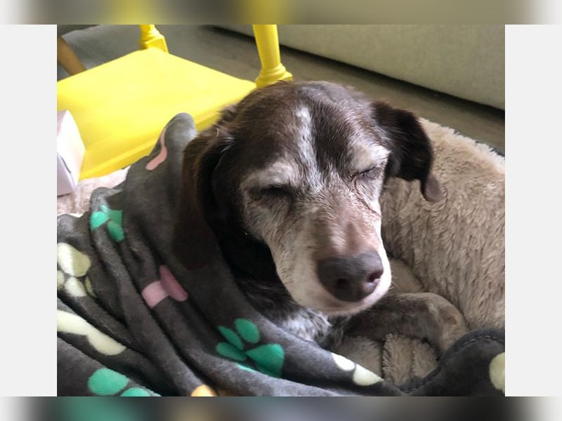 Cori - CR der ideale Hund für Senioren