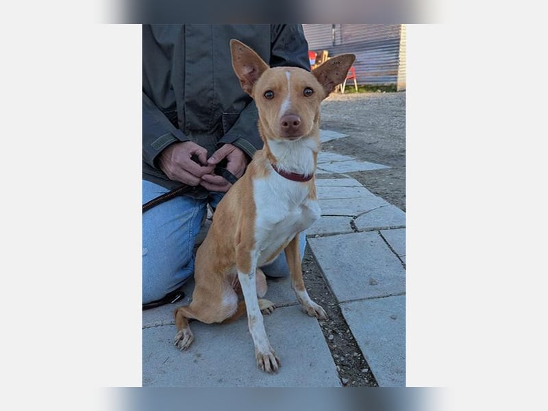 Abril (T0) süße Maus sucht ein ruhiges Zuhause