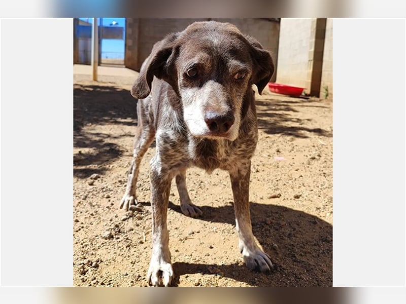 Cori - CR der ideale Hund für Senioren