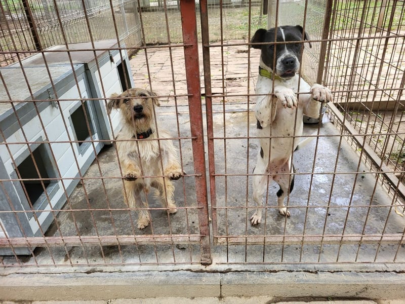 Liebenswerte Sheyran