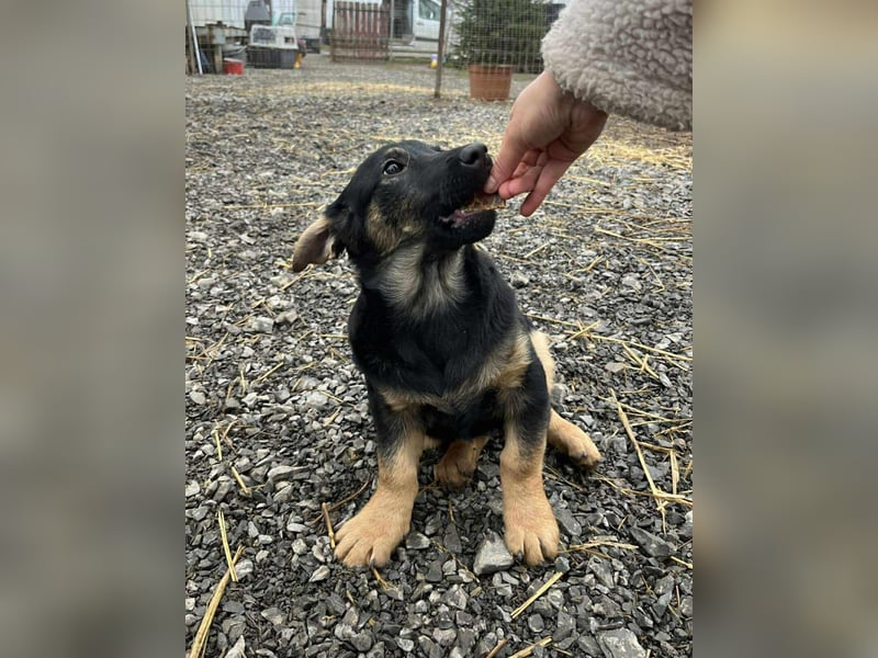 Dackelmixmädchen Lucia