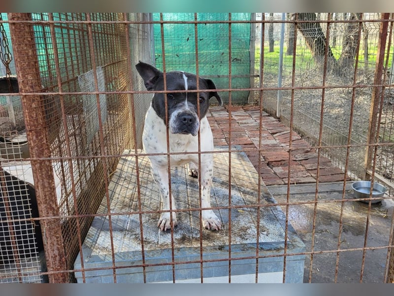 Liebenswerte Sheyran