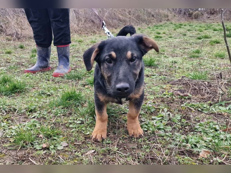 Dackelmixmädchen Lucia