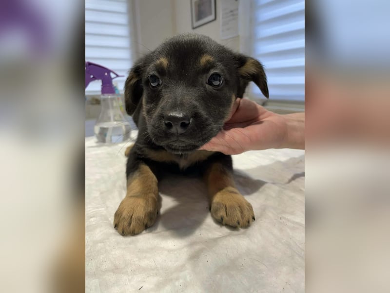 Dackelmixmädchen Lucia