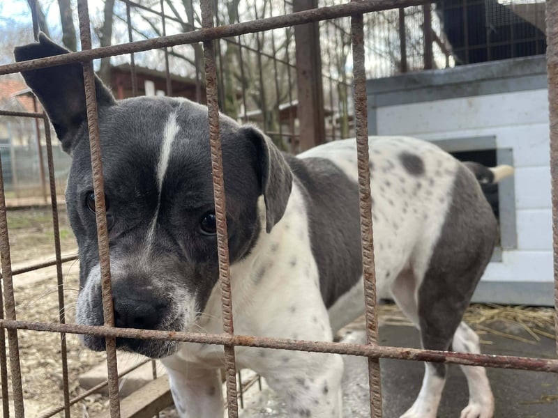 Liebenswerte Sheyran