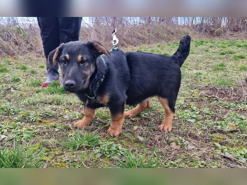 Dackelmixmädchen Lucia