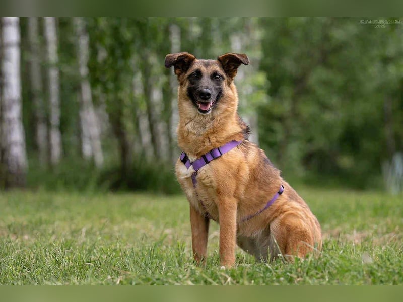 Ruhige Malta sucht ihre Familie