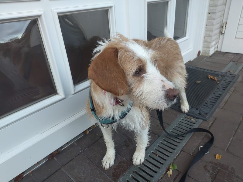 Engagiertes Zuhause für lernfreudige Naya gesucht