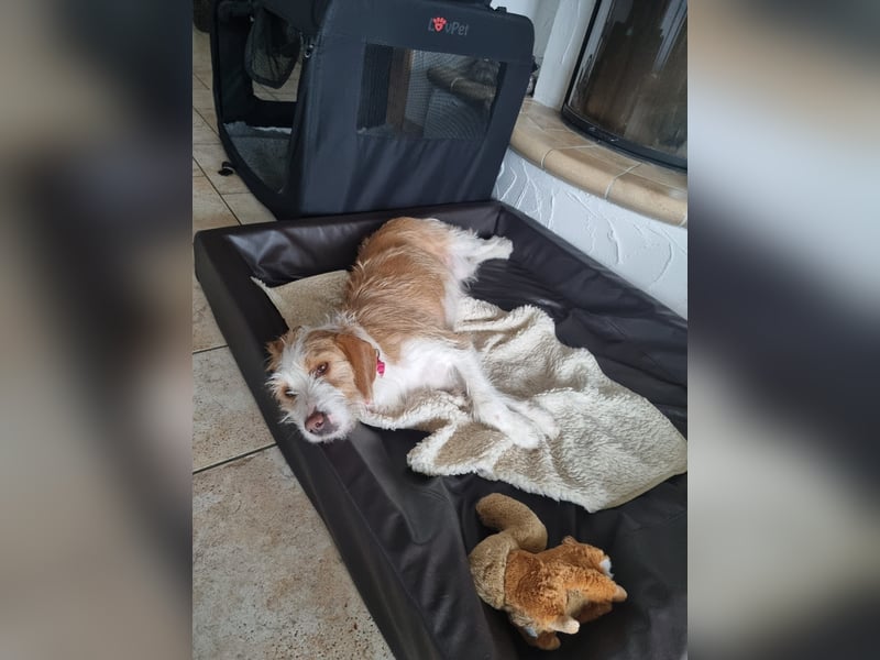 Engagiertes Zuhause für lernfreudige Naya gesucht