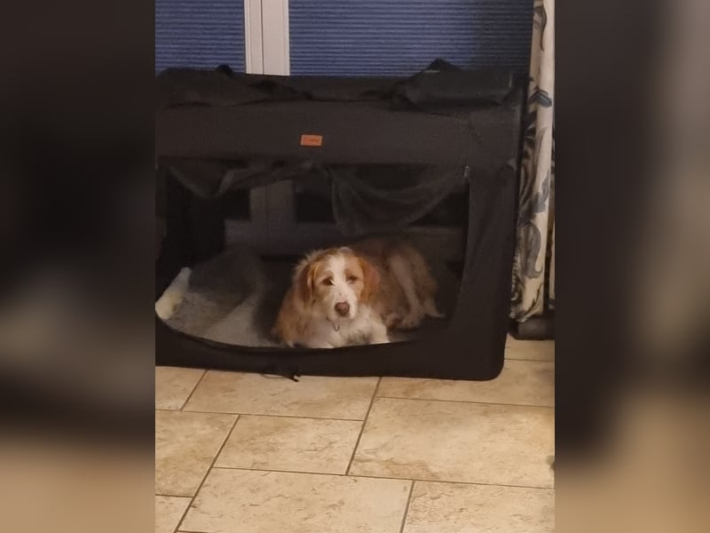 Engagiertes Zuhause für lernfreudige Naya gesucht