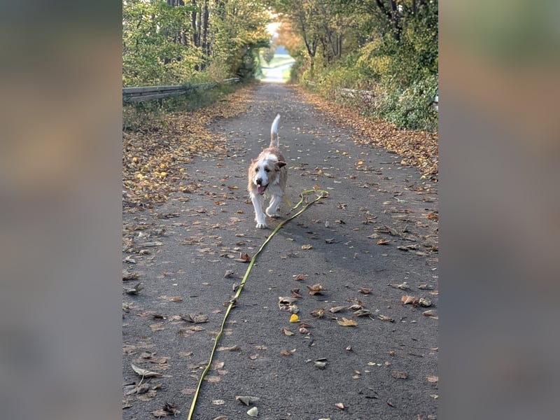 Engagiertes Zuhause für lernfreudige Naya gesucht