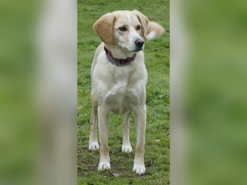 Liza, geb. ca. 05/2018, lebt in GRIECHENLAND, auf einer privaten Pflegestelle