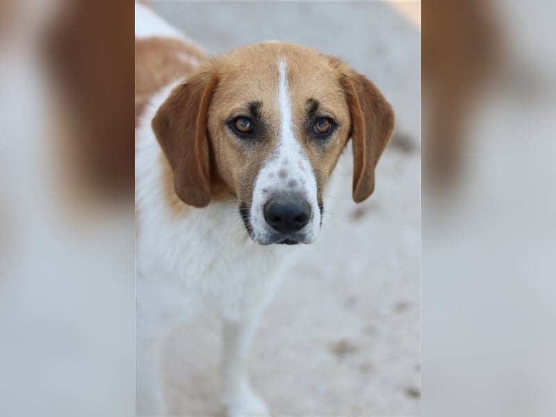 Tonio, geb. ca. 03/2022, lebt in GRIECHENLAND, im städt. Tierheim Serres