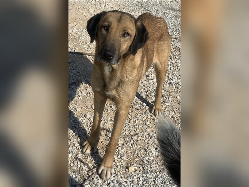 Sheryl, geb. ca. 01/2017, lebt in GRIECHENLAND, im städt. Tierheim Serres