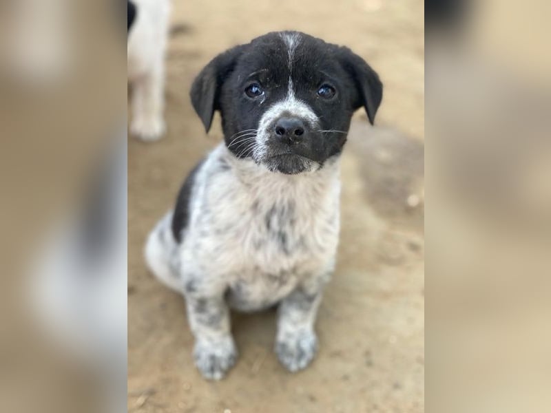 Pascuala, geb. ca. 10/2025, lebt in GRIECHENLAND, auf einer privaten Pflegestelle