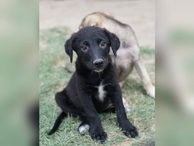 Lillia, geb. ca. 05/2024, lebt in GRIECHENLAND, auf einer privaten Pflegestelle