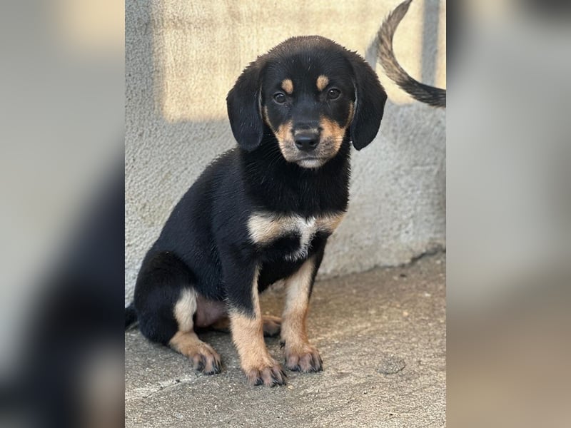 Luise, geb. ca. 05/2026, lebt in GRIECHENLAND, im städt. Tierheim Serres