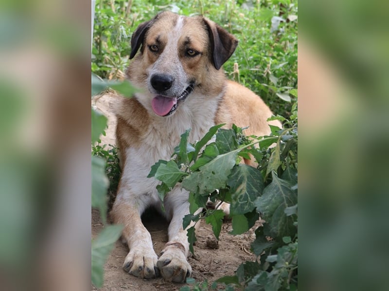 Nena, geb. ca. 10/2017, lebt in GRIECHENLAND, im städt. Tierheim Serres