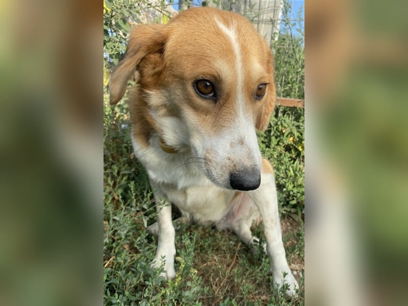 Katja, geb. ca. 12/2019, lebt in GRIECHENLAND, im städt. Tierheim Serres