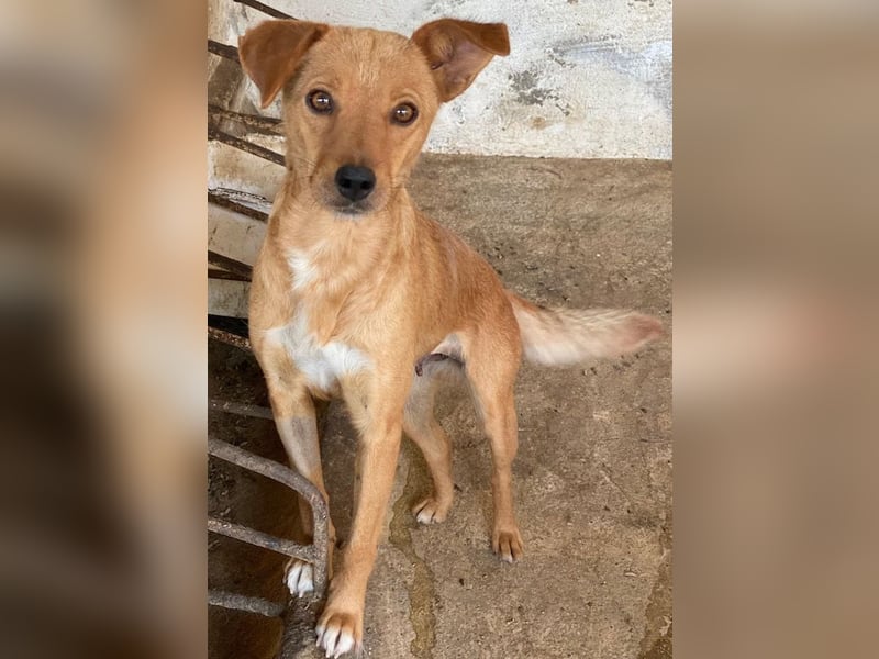 Allya, geb. ca.02/2024, lebt auf einer Pflegestelle in 20457 Hamburg