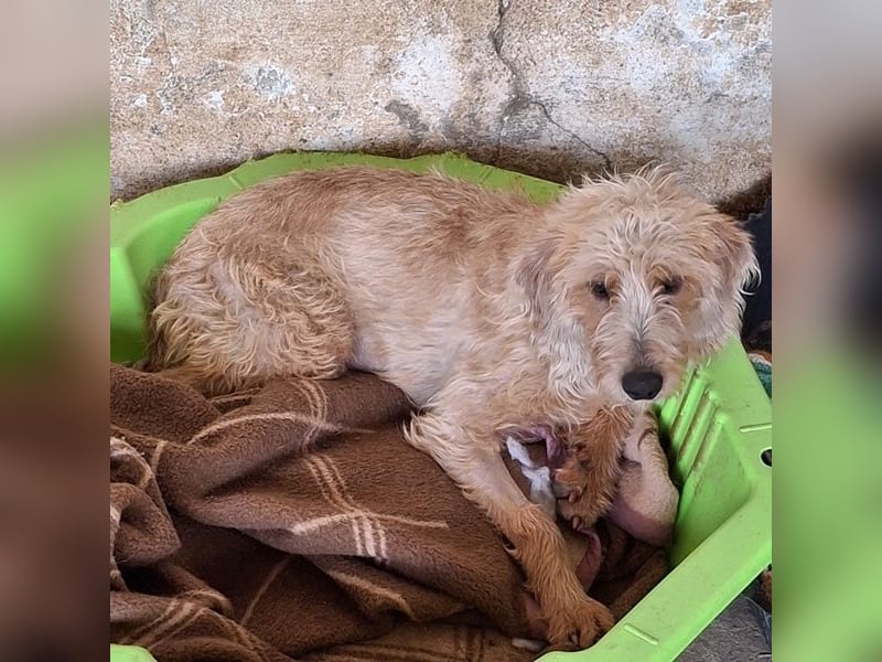 Wasabi, geb. ca. 05/2025, lebt in GRIECHENLAND, auf einer privaten Pflegestelle