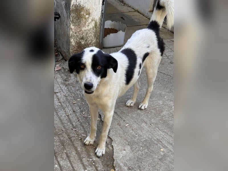 Alva, geb. ca. 05/2023, lebt in GRIECHENLAND, auf einer privaten Pflegestelle