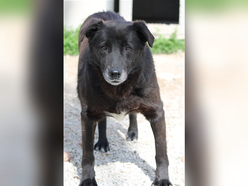 Kenzo, geb. 03/2014, lebt in GRIECHENLAND, im städt. Tierheim Serres
