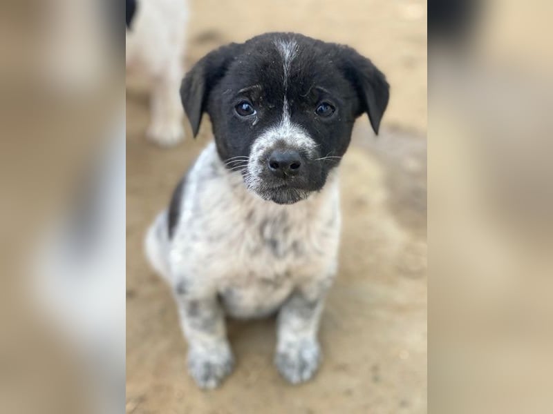 Pascuala, geb. ca. 10/2025, lebt in GRIECHENLAND, auf einer privaten Pflegestelle