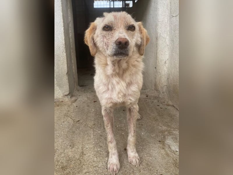 Lumina, geb. ca. 08/2025, lebt in GRIECHENLAND, im städt. Tierheim Serres