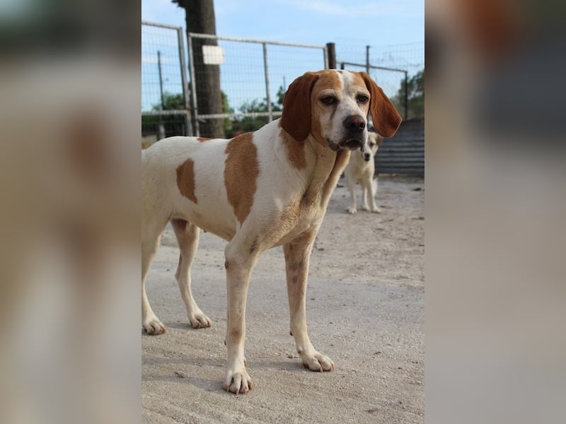 Sienna, geb. ca. 07/2023, lebt auf einer Pflegestelle in 67735 Mehlbach