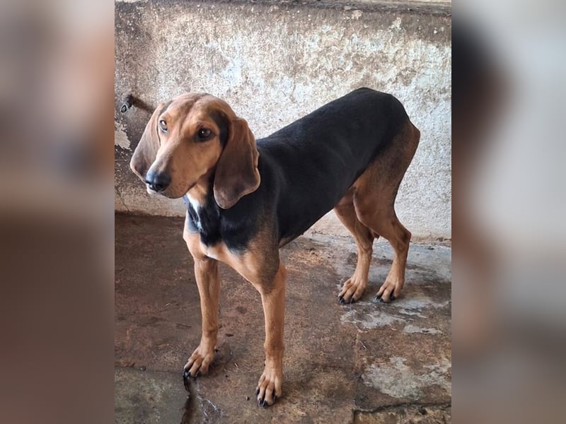 Camelia, geb. ca. 03/2021, lebt in GRIECHENLAND, auf einer privaten Pflegestelle