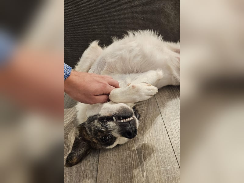 Blesso, geb. ca. 01/2025, lebt auf einer Pflegestelle in 48565 Steinfurt