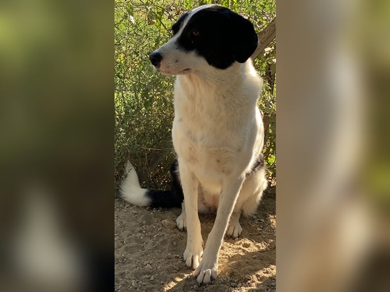 Neville, geb. ca. 03/2019, lebt in GRIECHENLAND, im städt. Tierheim Serres