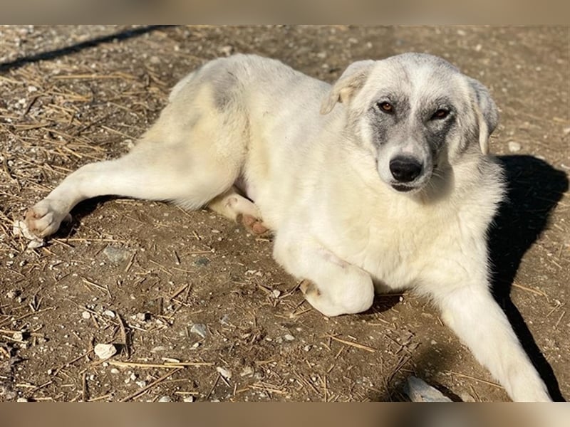 Charlina, geb. ca. 04/2021, lebt in GRIECHENLAND, im städt. Tierheim Serres