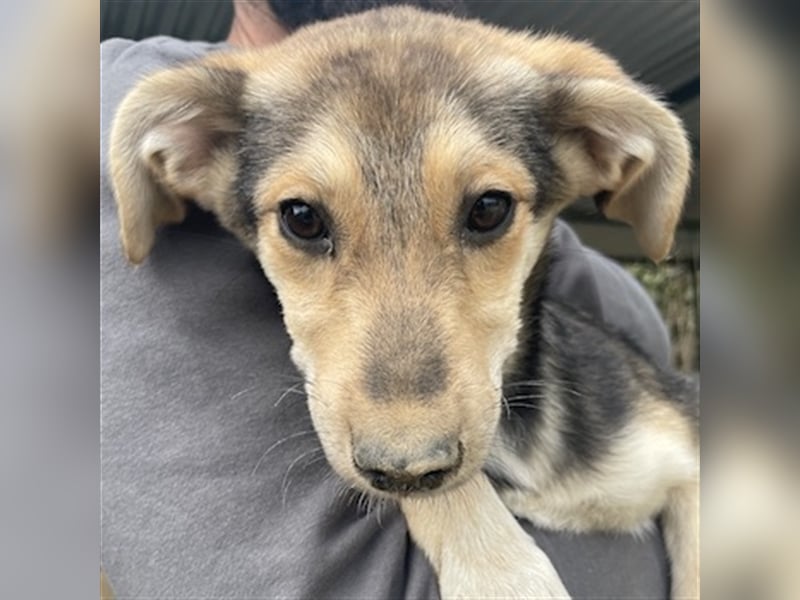 Atlanta, geb. ca. 07/2023, lebt in GRIECHENLAND, auf einer privaten Pflegestelle