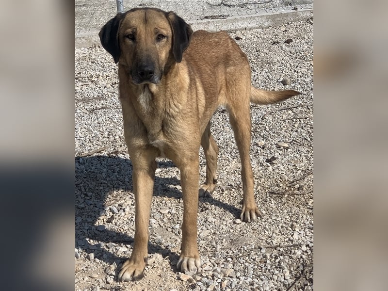 Sheryl, geb. ca. 01/2017, lebt in GRIECHENLAND, im städt. Tierheim Serres