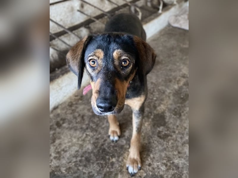 Zona, geb. ca. 11/2022, lebt in GRIECHENLAND, auf einer privaten Pflegestelle