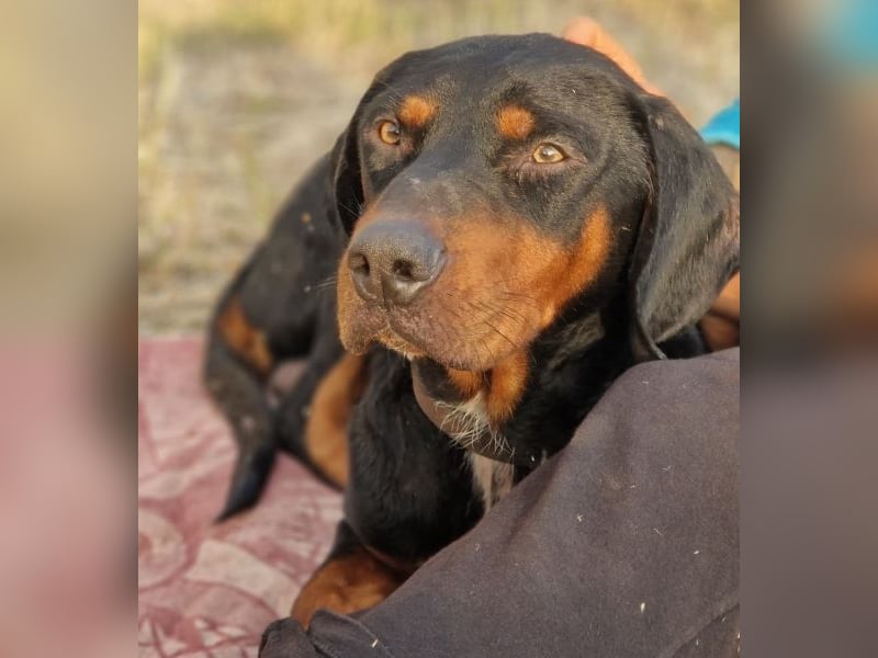 Sigma, geb. ca. 04/2024, lebt auf einer Pflegestelle in 50997 Köln