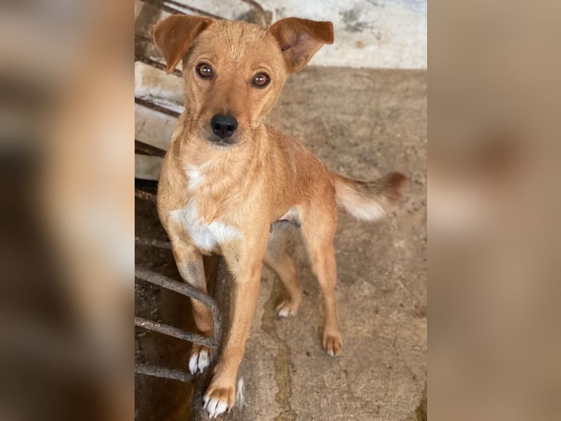 Allya, geb. ca.02/2024, lebt auf einer Pflegestelle in 20457 Hamburg