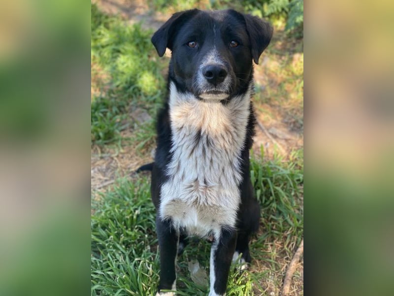 Sora, geb. ca 03/2025, lebt in GRIECHENLAND, auf einer privaten Pflegestelle