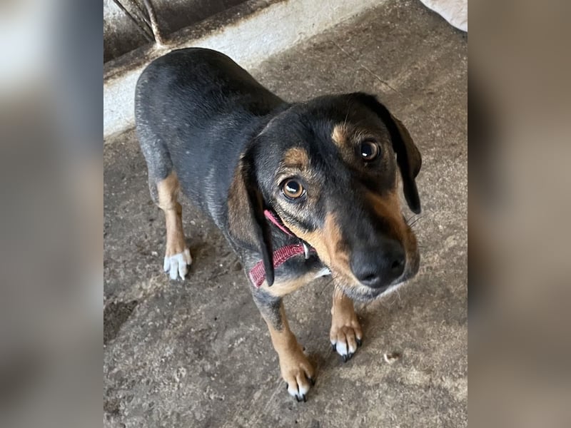 Zona, geb. ca. 11/2022, lebt in GRIECHENLAND, auf einer privaten Pflegestelle