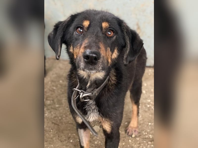 Seli, geb. ca. 02/2021, lebt in GRIECHENLAND, auf einer privaten Pflegestelle