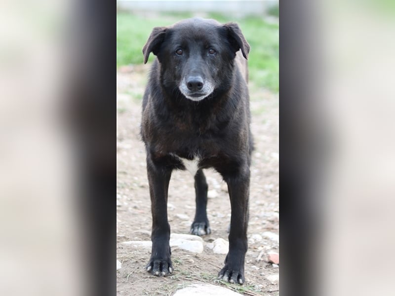 Kenzo, geb. 03/2014, lebt in GRIECHENLAND, im städt. Tierheim Serres