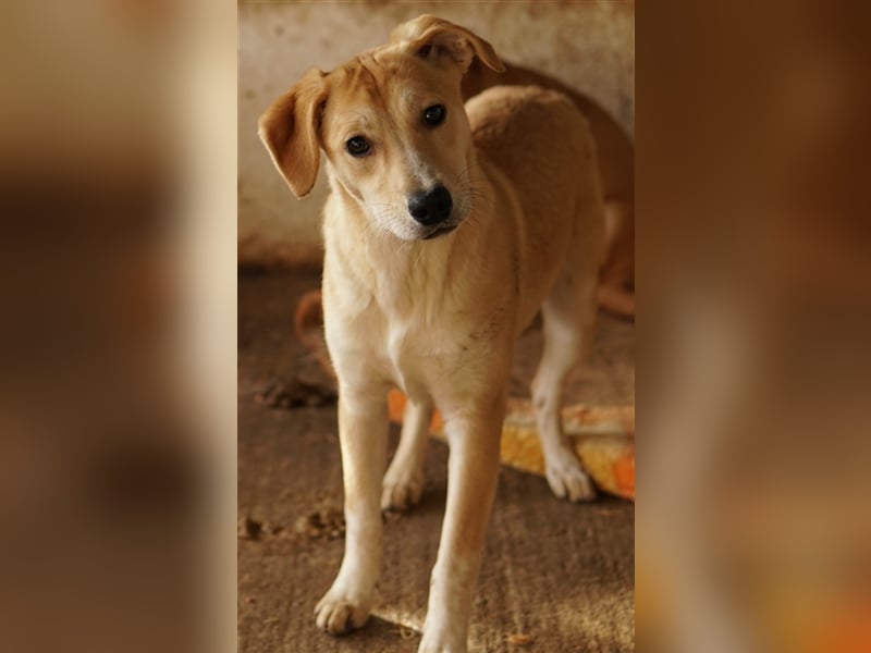 Phoenix, geb. ca. 07/2023, lebt in GRIECHENLAND, auf einer privaten Pflegestelle