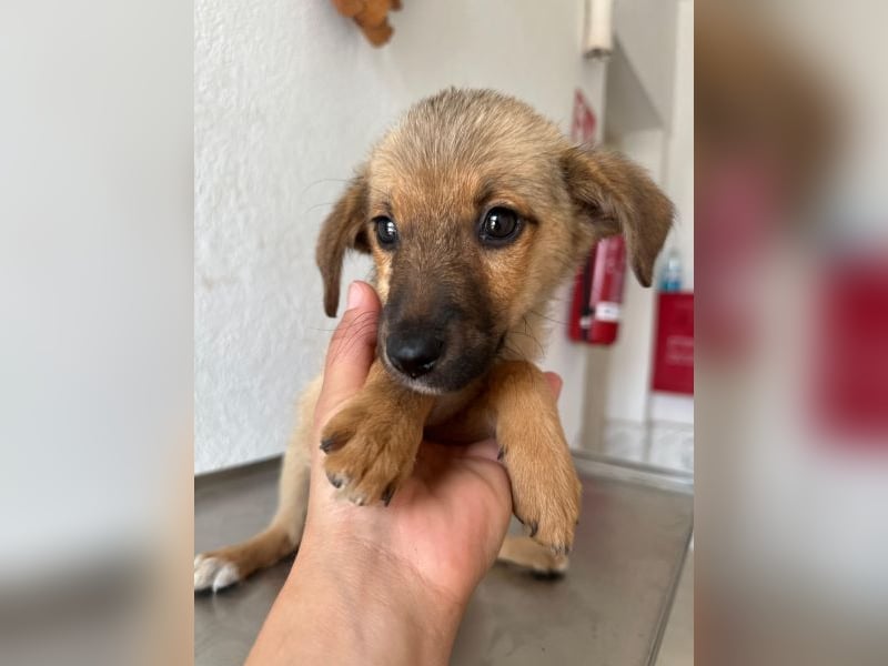 Ronja, geb. ca. 04/2026, lebt in GRIECHENLAND, auf einer privaten Pflegestelle
