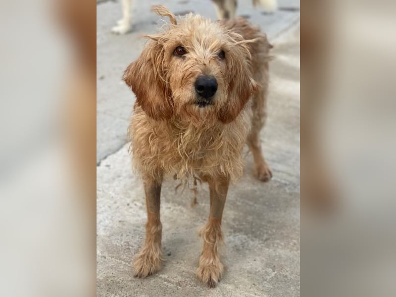 Carella, geb. ca. 10/2022, lebt in GRIECHENLAND, im städt. Tierheim Serres Carella, geb. ca. 10/2022, lebt in GRIECHENLAND, im städt. Tierheim Serres