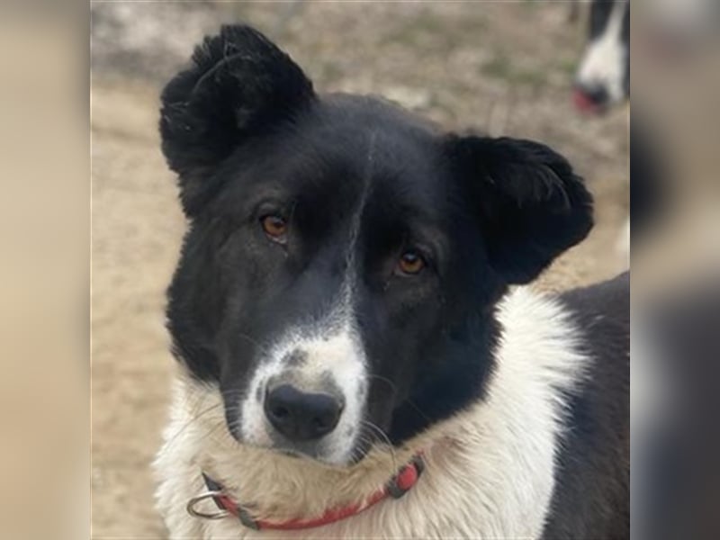 Pallene, geb. ca. 02/2021, lebt in GRIECHENLAND, im städt. Tierheim Serres